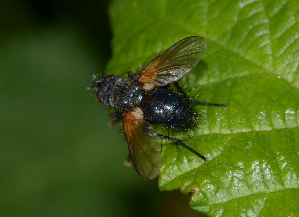 Zophomyia temula (Tachinidae)